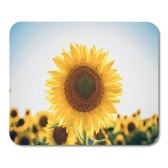 POGLIP Yellow Closeup Sunflowers and for Designers Macro View of in Bloom Organic Natural Flower Colorful Field Mousepad Mouse Pad Mouse Mat 9x10 inch