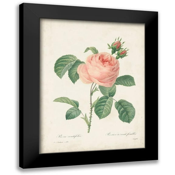 Redoute, Pierre 12x14 Black Modern Framed Museum Art Print Titled - Vintage Redoute Roses IV