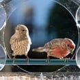 thumbnail image 5 of Bird Feeder, Acrylic Clear Window Bird Feeder, Tray Bird Garden Pet Feeder, 5 of 5