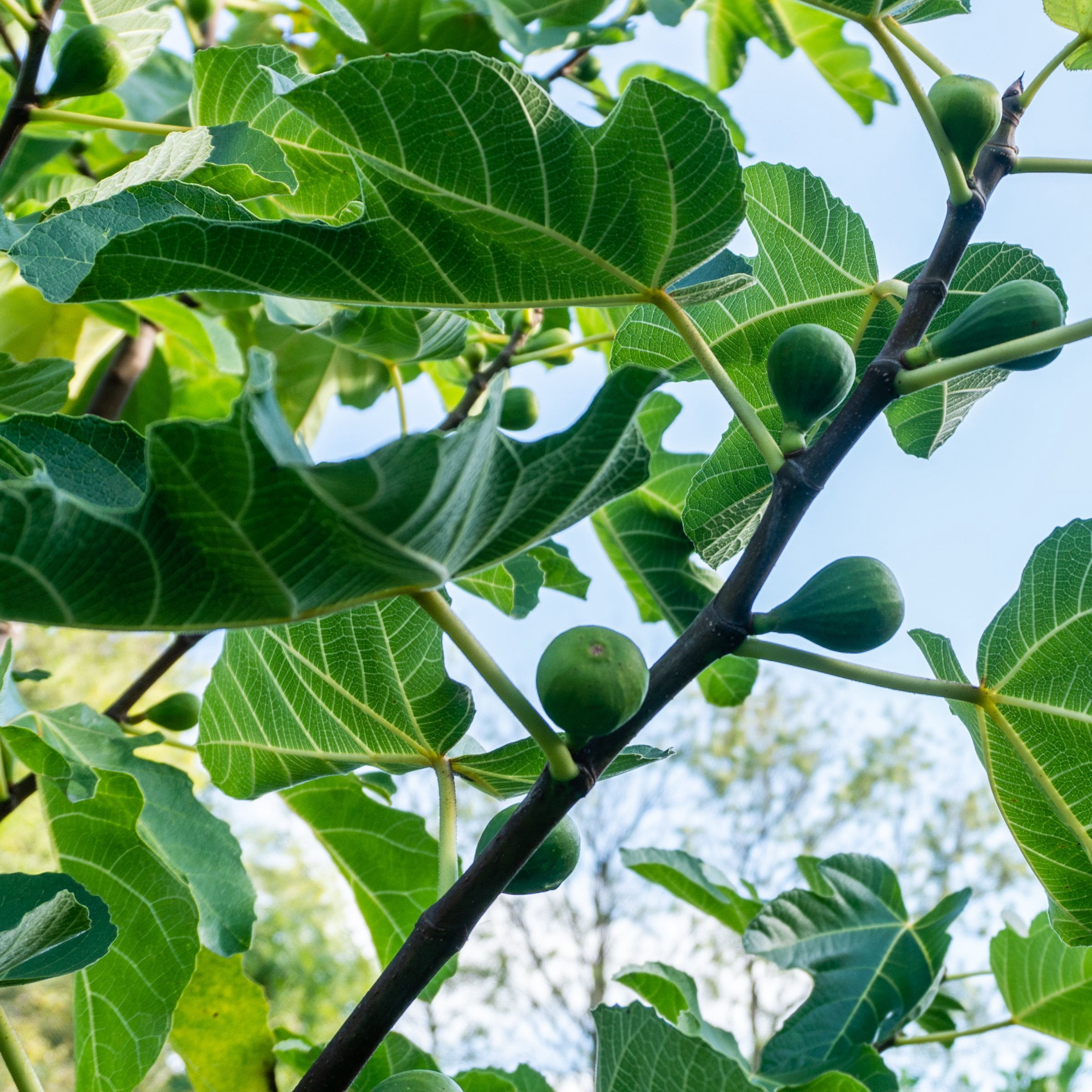 National Plant Network 3 gal Celeste Fig Live Shrub with Full Sunlight
