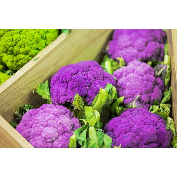 CZ Grain 100 Exotic Purple Broccoli Plant Seeds