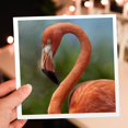thumbnail image 7 of 3drose, Caribbean Flamingo,phoenicopterus Ruber Ruber, Singapore, 12 Greeting Cards with Envelopes, 7 of 7