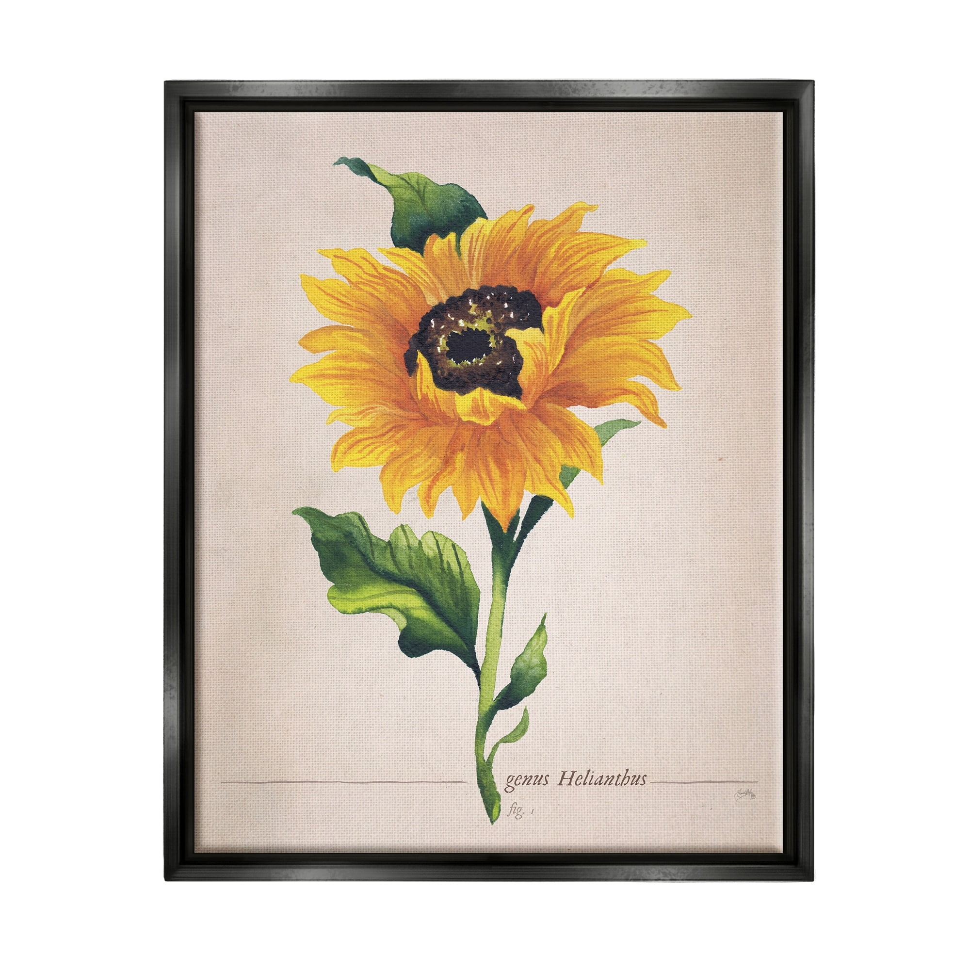 Stupell Industries Single Sunflower Blossom Genus Name Study Page Graphic Art Luster Gray Floating Framed Canvas Print Wall Art, Design by Elizabeth Medley