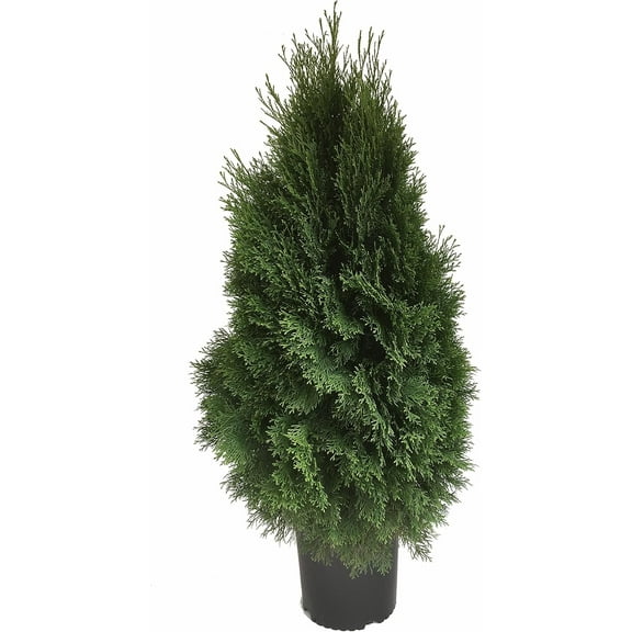 Emerald Green Arborvitae Live Shrubs, Privacy, Screening, Drought Resistant, Deer Resistant, Low-Maintenance