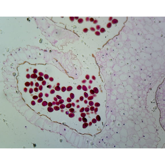 Lilium Anther, First Meiotic Division; Cross Section by Go Science Crazy