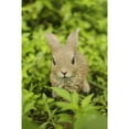 thumbnail image 2 of Hi-Line Gift Ltd. Hare Cub Jumping Statue, 2 of 7