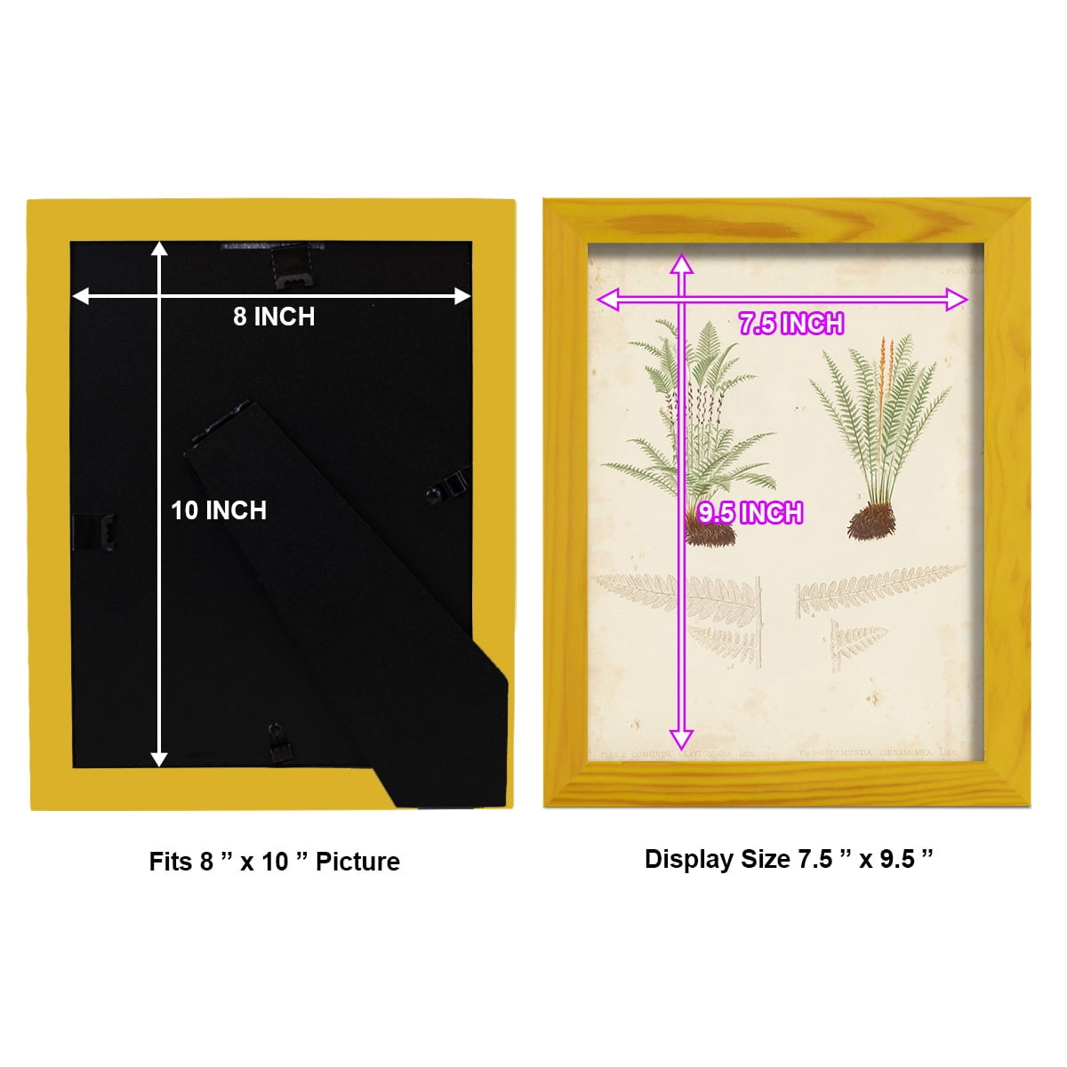 Fern Study III -Framed Print w/glass-Sunflower Yellow