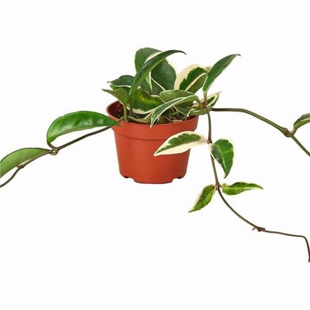 House Plant 4-HOYA-TRICOLOR Tricolor Hoya Carnosa Plant in 4 in. Pot