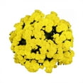 thumbnail image 5 of Expert Gardener Yellow Mum Live Plant Fall Garden Chrysanthemums in 1 Gallon Grower Pot, 5 of 9