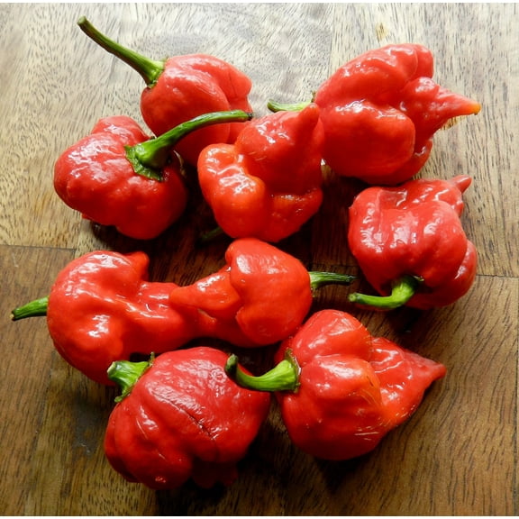 Trinidad Scorpion Chile Pepper Plant - Straignt From the Depths of Hell - 4" Pot