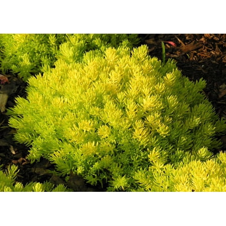Classy Groundcovers, Sedum rupestre 'Angelina', S. reflexum, S. pinifolium, S. pruniatum, Petrosedum reflexum, Petrosedum rupestre (flat of 50 Peat Pots, 2 1/4 inch square)