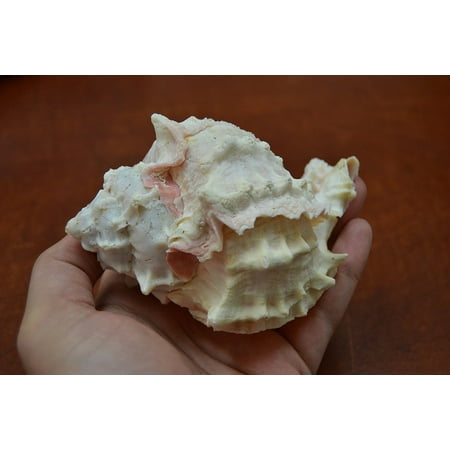 Empty Hermit Crab Shells Pink Murex Hermit Crab Sea Shell Beach Decor 4