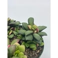 thumbnail image 6 of Anacampseros Telephiastrum Variegata, 4 inch Pot, Variegated Sunrise Succulent, Pink, tricolored, 6 of 9