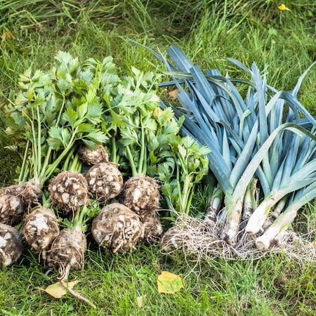 Leek Seeds - Giant Musselburgh - 3 g Packet ~1000 Seeds - Allium porrum - Farm & Garden Vegetable Gardening & Microgreens Seeds - Non-GMO, Heirloom, Open Pollinated, Annual