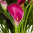 thumbnail image 3 of Better Homes & Gardens 2.5QT Pink Calla Lily Live Perennial Plant Sun, 3 of 6