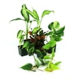 thumbnail image 2 of Josh's Frogs 12x12x20 Crested Gecko Vivarium Plant Kit, 2 of 2