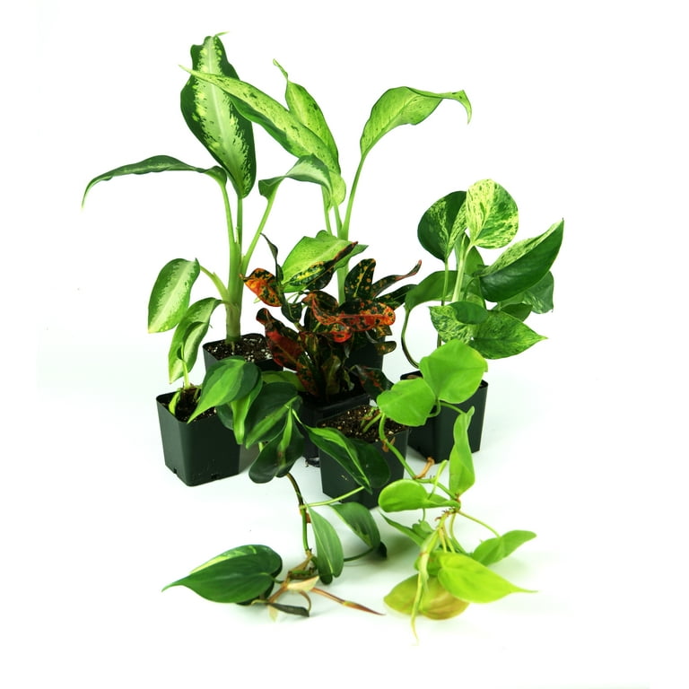 Josh's Frogs 12x12x20 Crested Gecko Vivarium Plant Kit