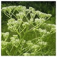 thumbnail image 1 of Everwilde Farms - 1 oz Prairie Indian Plantain Native Wildflower Seeds - Gold Vault Bulk Seed Packet, 1 of 2