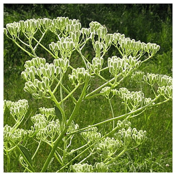 Everwilde Farms - 1 oz Prairie Indian Plantain Native Wildflower Seeds - Gold Vault Bulk Seed Packet
