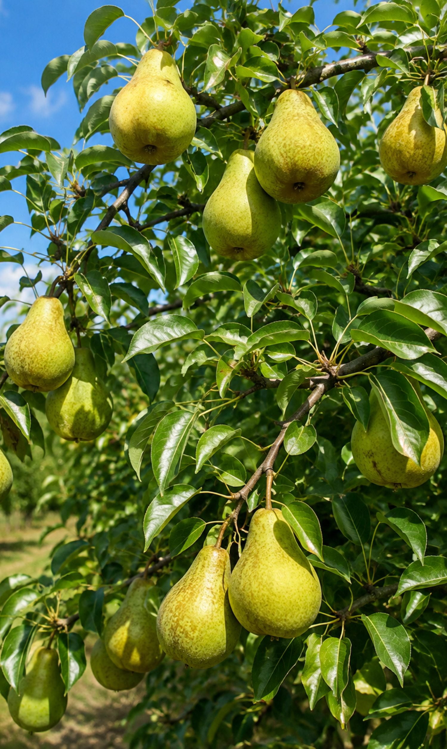 Expert Gardener 3.25 Gallon Pear Bartlett Live Tree