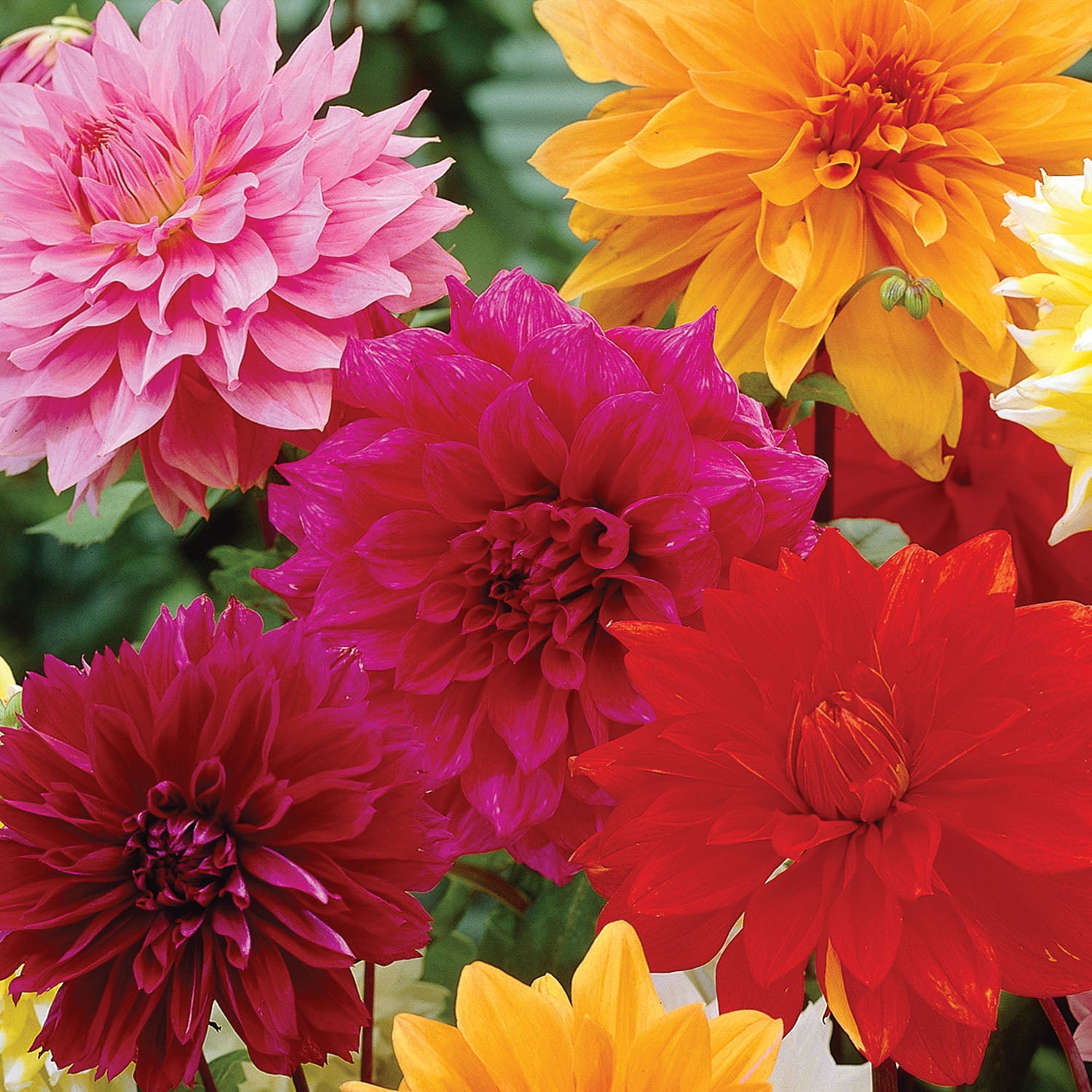 Expert Gardener Dahlia Dinnerplate Mix (Set of 3 Dormant Bulbs) Full Sun, Multi-Color, Annual