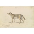 thumbnail image 2 of Charles Hamilton Smith 14x11 Gold Ornate Wood Frame and Double Matted Museum Art Print Titled - The Common Jackal (1837), 2 of 4