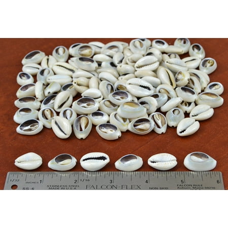 Cowry Cowrie Shell - 220+ Pcs Medium Bulk Cut Sea Shell Beads Cowrie Cowry One Pound, Medium White Cut Cowrie Shell By MyGANN