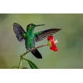 thumbnail image 2 of Jones, Adam 14x11 Gold Ornate Wood Framed with Double Matting Museum Art Print Titled - Green Crowned Brilliant hummingbird-Costa Rica, 2 of 4