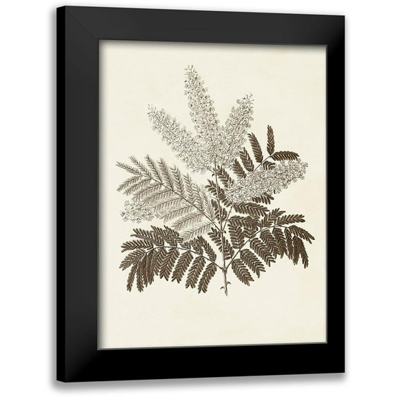 Vision Studio 12x14 Black Modern Framed Museum Art Print Titled - Sepia Botanicals VIII