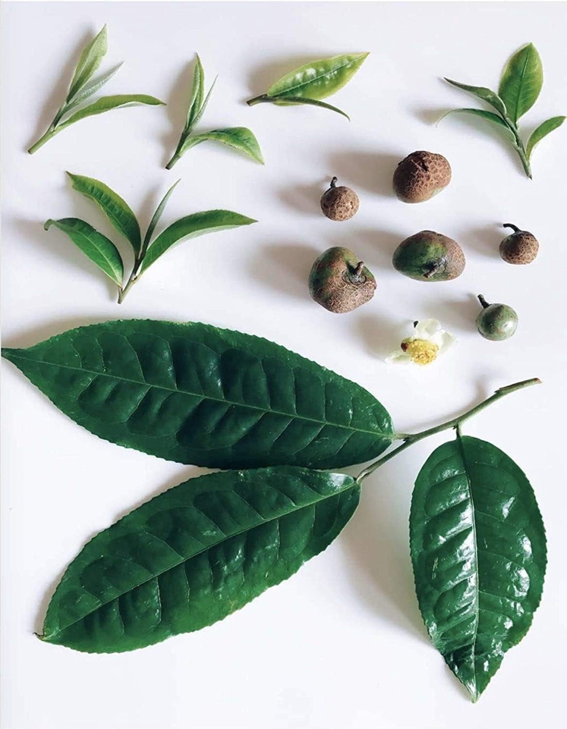 Camellia Sinensis - 4 Inch Container - Large & Beautiful Live Tea Plant - Brew Your Own Black, White, Green & Oolong Tea