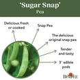 Burpee Sugar Snap Pea Seeds Non GMO Snap Pea Vegetable Gardening burpee-sugar-snap-pea-seeds-non-gmo-snap-pea-vegetable-gardening
