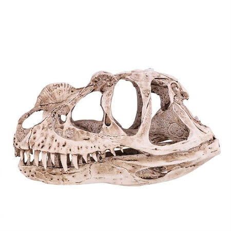 Rdeghly Animal Skull Model,Dinosaur Skull Model,Resin Dinosaur Skull Model  Simulated Animal Skeleton Home Office Decor Craft Teaching Prop | Walmart  Canada