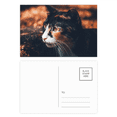 thumbnail image 1 of Brown Cat Stare perfil Animal Vintage Set cumpleaños gracias tarjeta postal correo lado 20pcs, 1 of 3