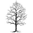 thumbnail image 1 of Judikins Caoutchouc 4"X2.75 Pouces-Arbre d'Hiver, 1 of 2
