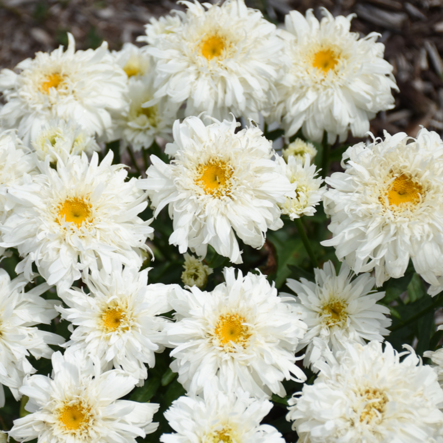Proven Winners 5" White Amazing Daisies 'Marshmallow' Shasta Daisy Live Plant in 4.5" Pot (4 Count)