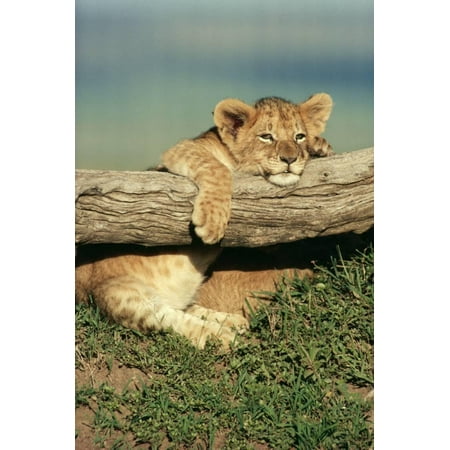 lion cub on log