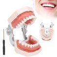 thumbnail image 4 of Modelo De Dientes Dentales, Modelo De Dientes Estándar Enseñanza De Simulación Desmontable Para Niños Para Practicar La Enseñanza Para Estudiar ANGGREK Simulation Dental Teeth Model, 4 of 8