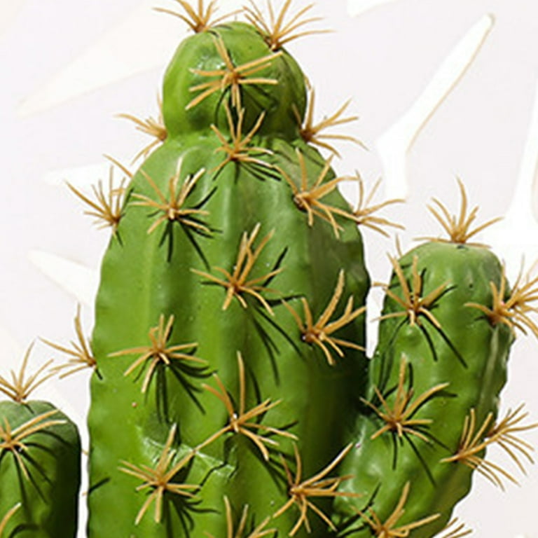 cactus and succulent Organic Succulent and Cactus Soil Mix