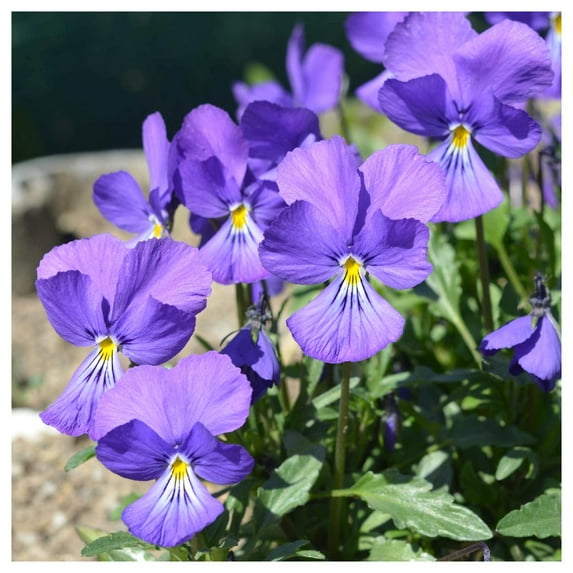 Everwilde Farms - 1 lb Corsican Violet Garden Flower Seeds - Gold Vault Bulk Seed Packet