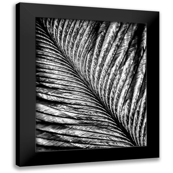 Kimberly, Allen 12x14 Black Modern Framed Museum Art Print Titled - Black and White Feather 2