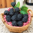 thumbnail image 5 of Navaho Thornless Blackberry Starter Plants, Set of 2, Full Sun, USDA Zones 6-10, Ships Bare Root, No Pot, 5 of 6