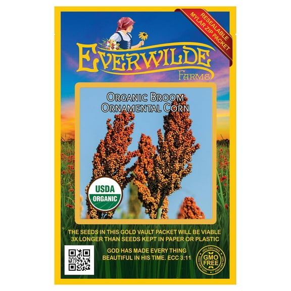 Everwilde Farms - 50 Organic Broom Ornamental Corn Seeds - Gold Vault Jumbo Bulk Seed Packet