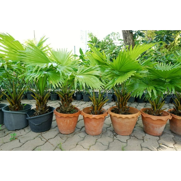 CZ Grain 10 Palmetto Tree Sabal Palmetto Plant Seeds