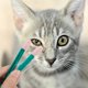 thumbnail image 5 of cepillos para limpiar ojos de gatito, cepillos portátiles para limpiar manchas de lágrimas de gato., 5 of 6