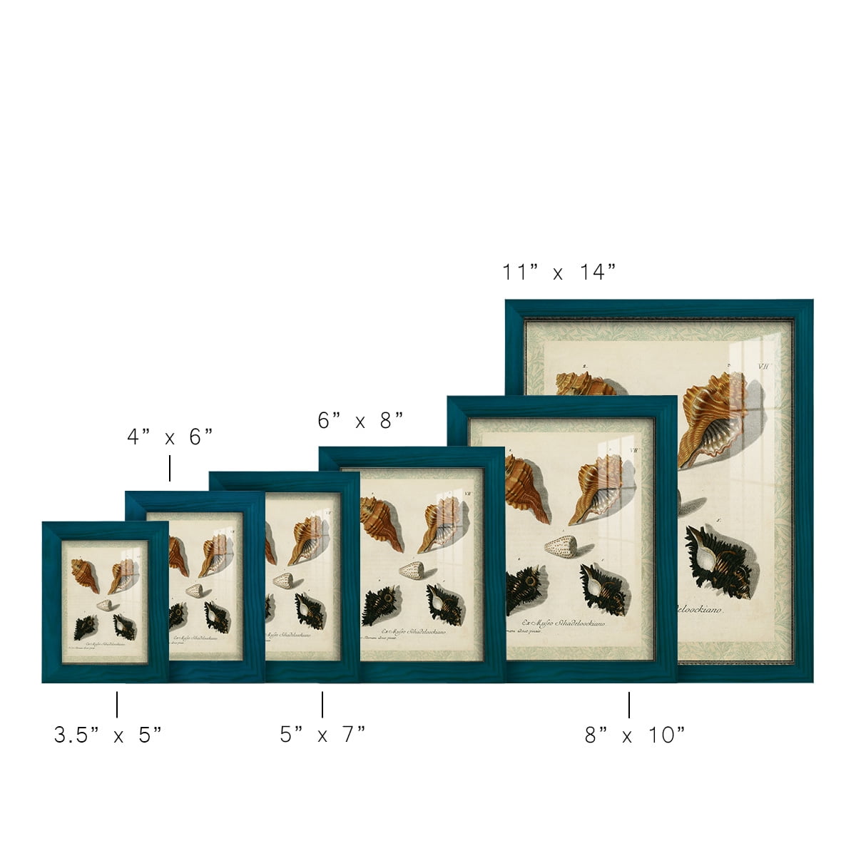Bookplate Shells I - Framed Print w/glass - Ocean Blue
