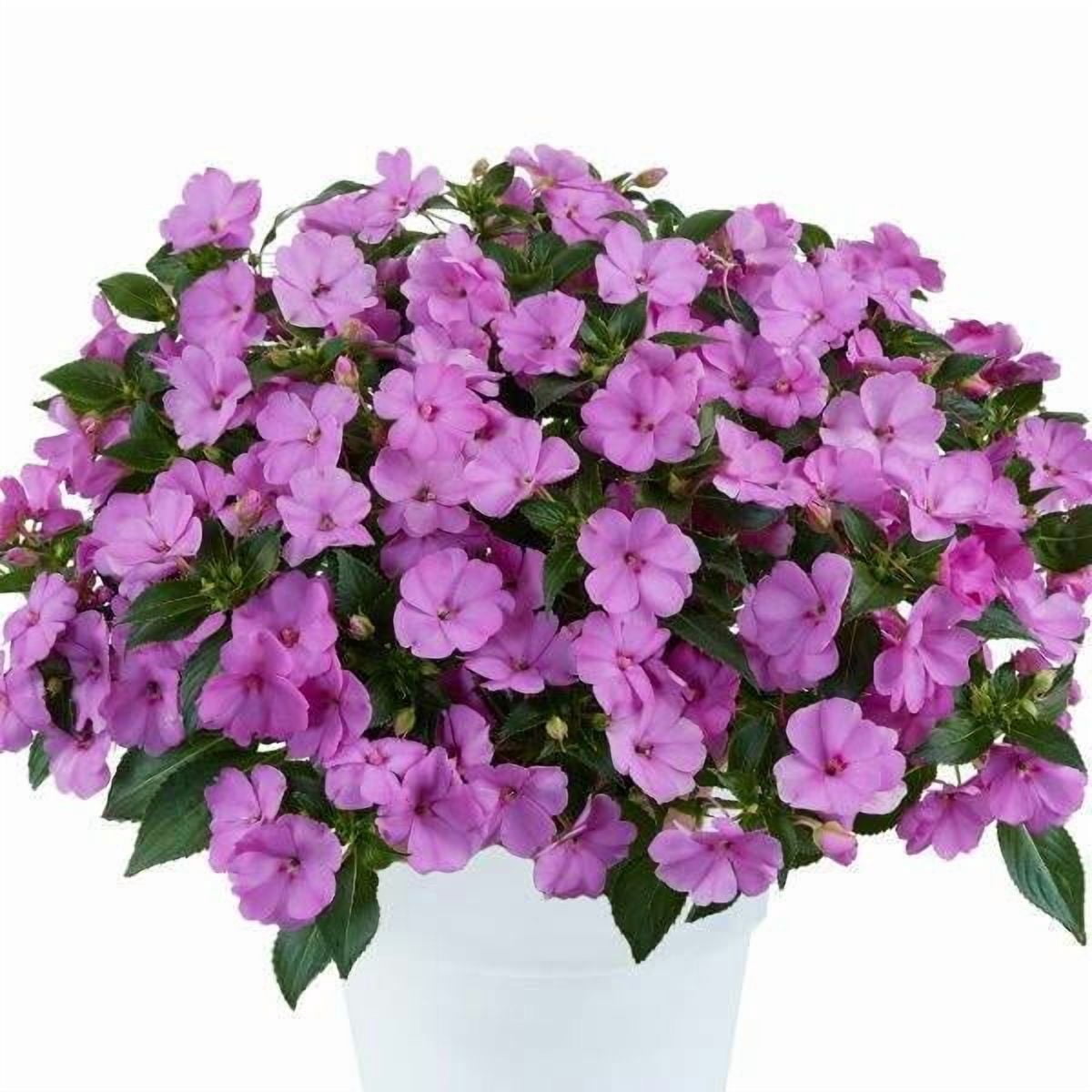 Sol Luna Electric Pink' New Guinea Impatiens  8" Pot