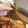 thumbnail image 2 of Red Hot Poker - Torch Lily Root - Attracts Butterflies and Hummingbirds - Deer Resistant - Good as Cut Flowers - Naturalizing - Perennializing - Easy to Grow Live Plants - Outdoor Garden, 2 of 5