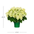 thumbnail image 3 of Holiday Time 3.5QT White Poinsettia Live Houseplant Green Foil Cover Indirect Sunlight, 3 of 9