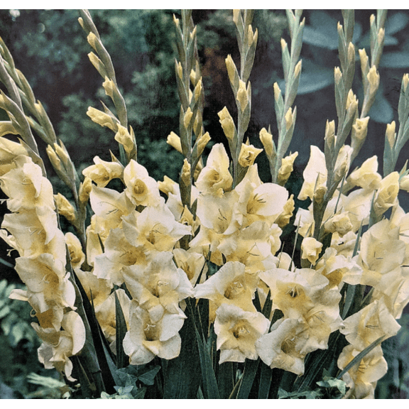 Charlotte Glamini Gladiolus 10 Bulbs - NEW! - Petite Buttery White - 10/12 cm