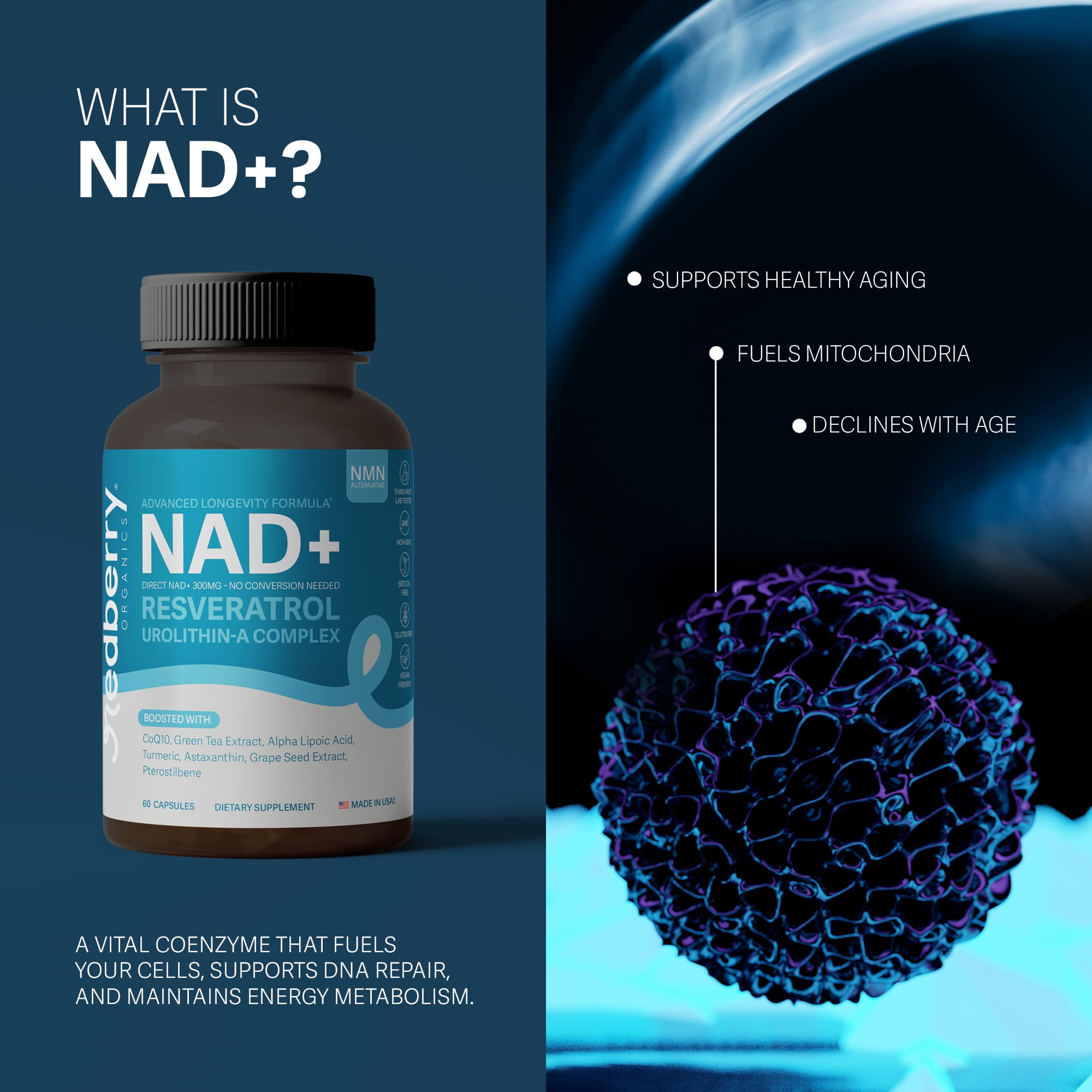 Redberry Organics NAD+ Complex Supplement | Direct NAD Plus | Advanced Longevity & Cellular Energy Formula with Urolithin A & Resveratrol | NMN Alternative | Made in USA